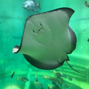 Meet your Posher, Asela